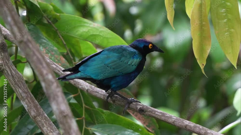 Exotic purple glossy starling with eye-catching appearance, striking iridescent plumage perched on tree branch and wondering around its surrounding environment, close up shot.
amprotornis purpureus), Exotic purple glossy starling with eye-catching appearance, striking iridescent plumage perched on tree branch and wondering around its surrounding environment, close up shot.
amprotornis purpureus),