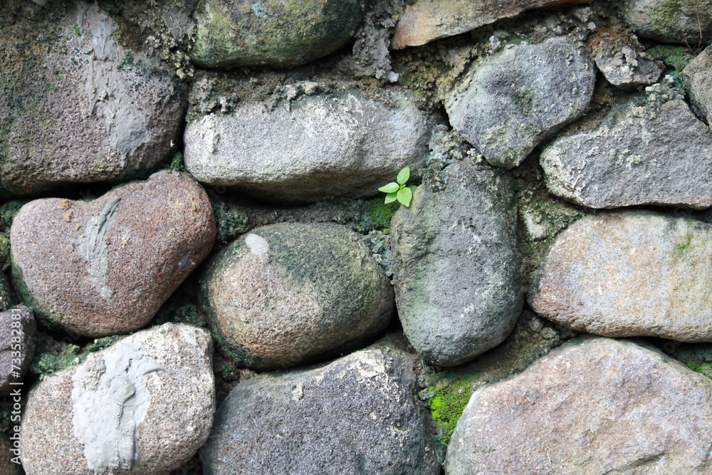 Small plans grow between stone wall