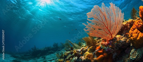Coral ledge image with Sea Fan, photographed in Broward County, Florida. photo