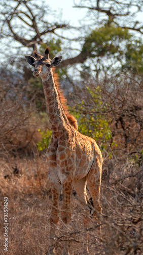 Sub-saharan african baby giraffe  giraffa camelopardalis  standing in Kruger National Park in South Africa RSA