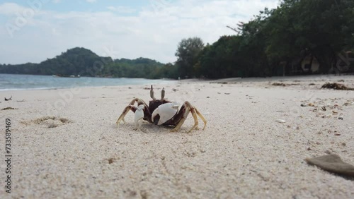 Horned ghost crab (Ocypode ceratophthalmus) on white sand froze against the backdrop of the azure sea. Front view photo