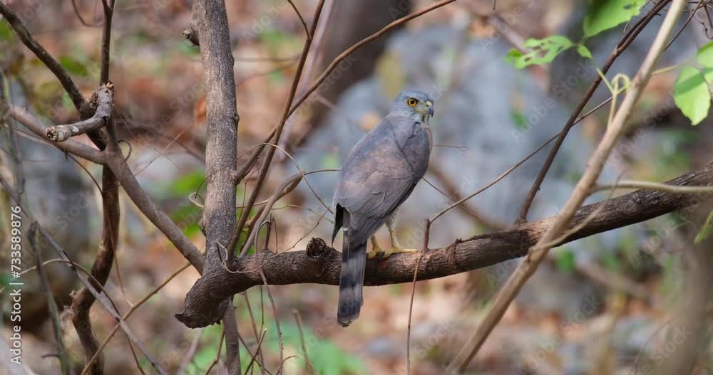 Zooming out to reveal this lovely raptor perched on a branch deep in a dry forest, Crested Goshawk Accipiter trivirgatus, Thailand Zooming out to reveal this lovely raptor perched on a branch deep in a dry forest, Crested Goshawk Accipiter trivirgatus, Thailand