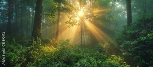 The sun illuminates the forest with its rays shining through the trees  creating a beautiful natural landscape filled with plant life and lush greenery.