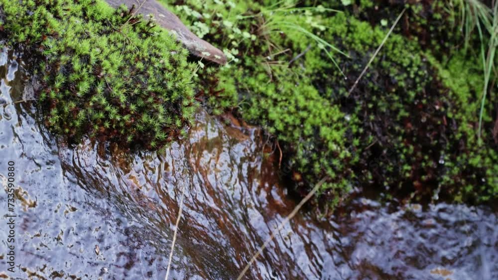 Water dripping from rock and moss