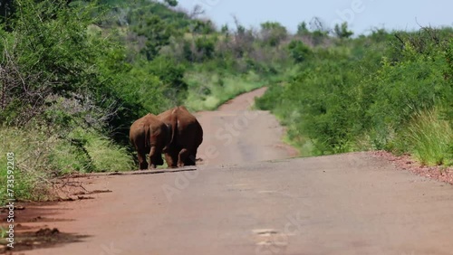 White rhino cow and calf walking away on the road