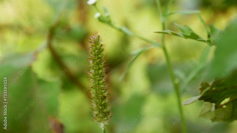 Close up shot of a small green frass herb swinging by the wind in a sunny environment Close up shot of a small green frass herb swinging by the wind in a sunny environment