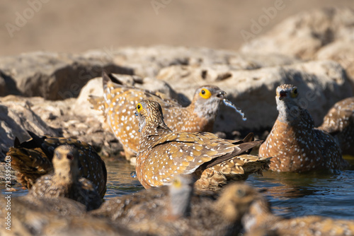 Flock of Burchell s sandgrouses - Pterocles burchelli drinking water at waterhole. Photo from Kgalagadi Transfrontier Park in South Africa.
