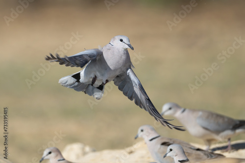 Ring-necked dove, Cape turtle dove or half-collared dove - Streptopelia capicola in flight with spread wings on light green background. Photo from Kgalagadi Transfrontier Park in South Africa.