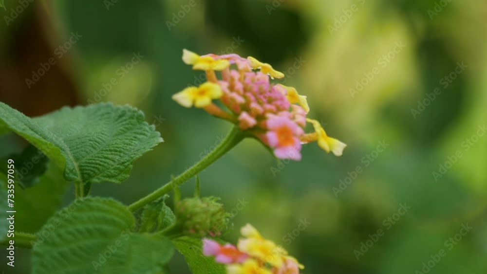 close up shot of Lantana camara flower with some green leaves close up shot of Lantana camara flower with some green leaves