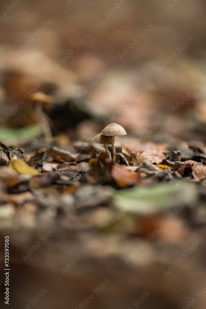 A macro shot of a mushroom on a forest ground with leaves A macro shot of a mushroom on a forest ground with leaves