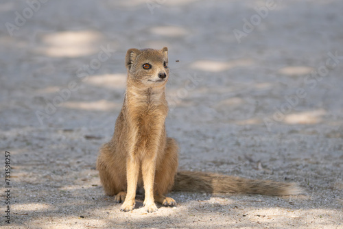 yellow mongoose, red meerkat - Cynictis penicillata sitting on ground. Photo from Kgalagadi Transfrontier Park in South Africa. photo