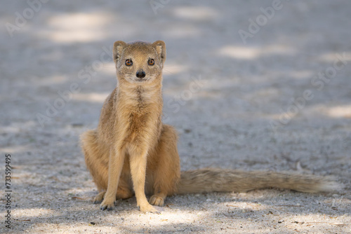 yellow mongoose, red meerkat  - Cynictis penicillata sitting on ground. Photo from Kgalagadi Transfrontier Park in South Africa. photo