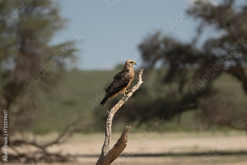 yellow-billed kite - Milvus aegyptius perched at green blue backgound. Photo from Kgalagadi Transfrontier Park in South Africa. it is the Afrotropic counterpart of black kite - Milvus migrans. © PIOTR