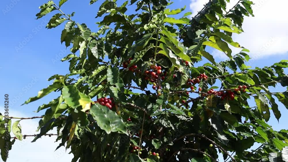 Low angle shot of sick coffee beans on the tree with blue sky in the background Low angle shot of sick coffee beans on the tree with blue sky in the background