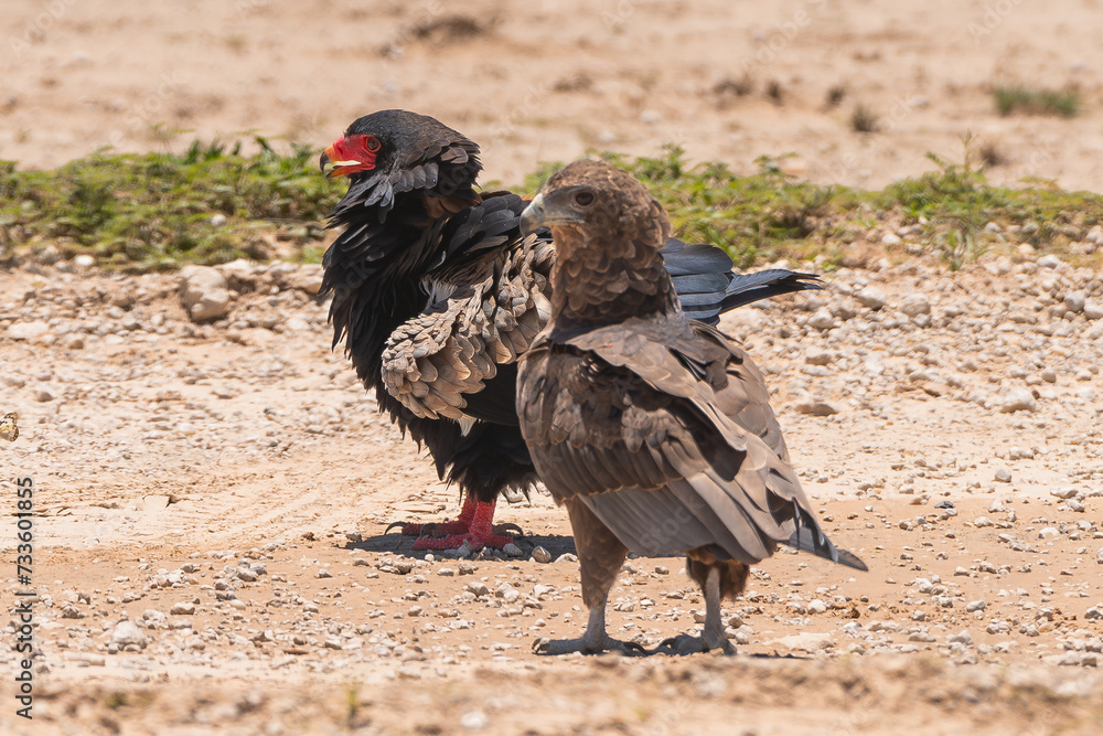 Bateleurs - Terathopius ecaudatus on ground with ground in background. Photo from Kgalagadi Transfrontier Park in South Africa. Endangered species. Bateleurs - Terathopius ecaudatus on ground with ground in background. Photo from Kgalagadi Transfrontier Park in South Africa. Endangered species.