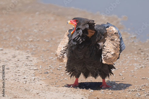 Bateleur - Terathopius ecaudatus calling on ground with folded wings with water in background. Photo from Kgalagadi Transfrontier Park in South Africa. Endangered species. 