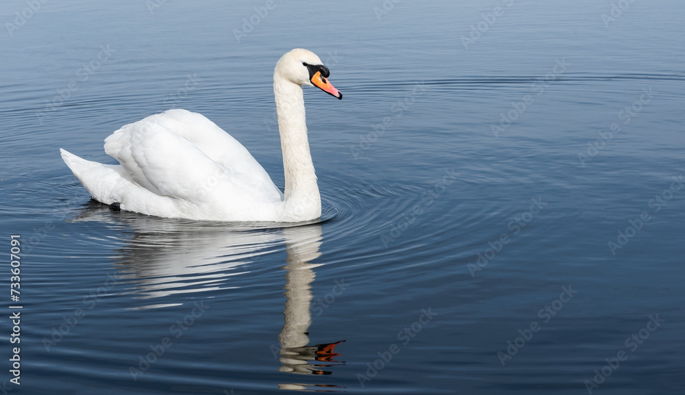 white swan swim in the lake searching for food white swan swim in the lake searching for food