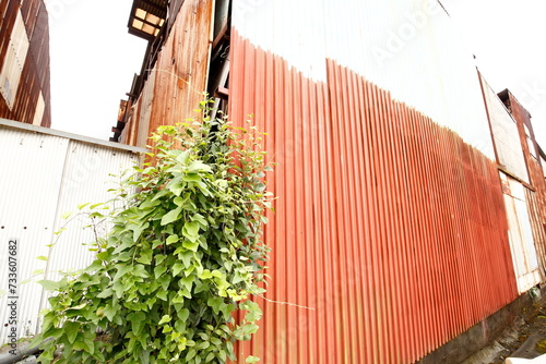 錆家, とびら, 通り, 建築, 古い, むら, 花, ビル, くつろいで, エントランス, あばたのある, イタリア, まど, タウンズ, ユーロパ, 花, 壁, フロント, 地中海, fra, 旅行, トスカーナ州, 裏通り, 外