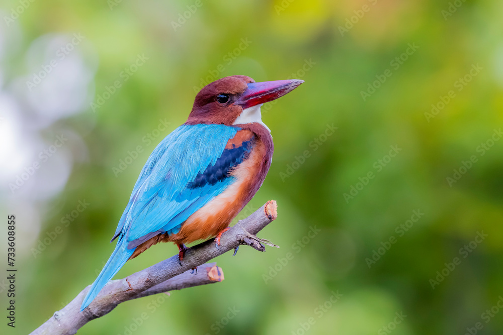 The White-throated Kingfisher in nature The White-throated Kingfisher in nature