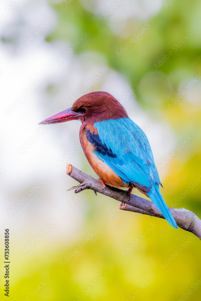 Fototapeta premium The White-throated Kingfisher in nature