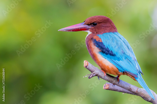 The White-throated Kingfisher in nature © Sarin