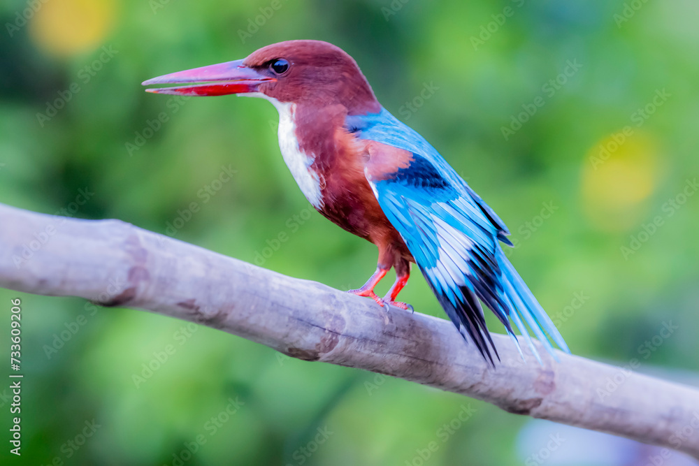 The White-throated Kingfisher in nature The White-throated Kingfisher in nature