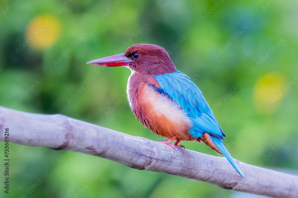 Obraz premium The White-throated Kingfisher in nature