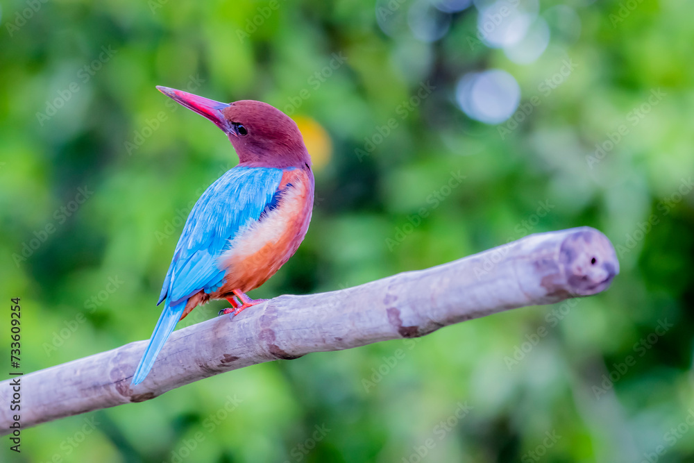 The White-throated Kingfisher in nature