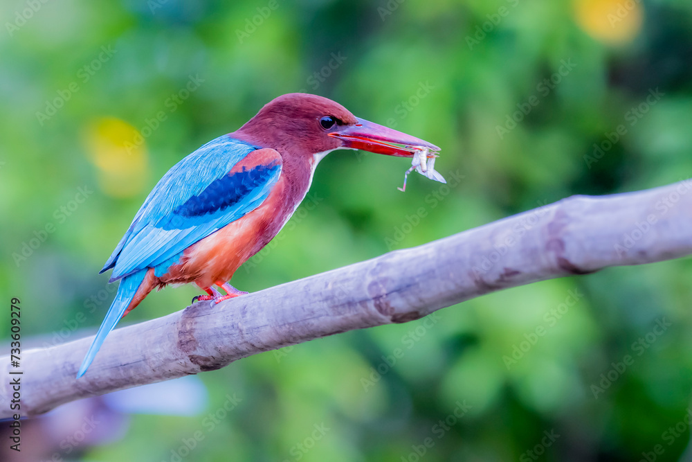 The White-throated Kingfisher in nature