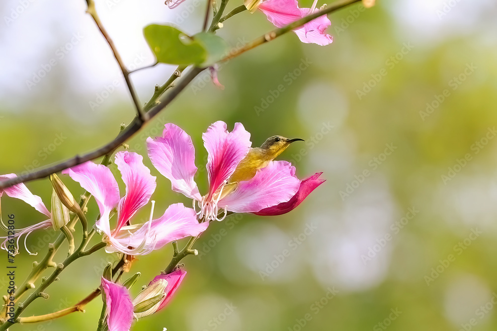Sunbird perched on branch with vibrant pink flowers. Nature and wildlife. Sunbird perched on branch with vibrant pink flowers. Nature and wildlife.