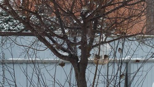 Wallpaper Mural  Handmade bird feeder from plastic bottle. Helping and feeding birds in winter. Torontodigital.ca