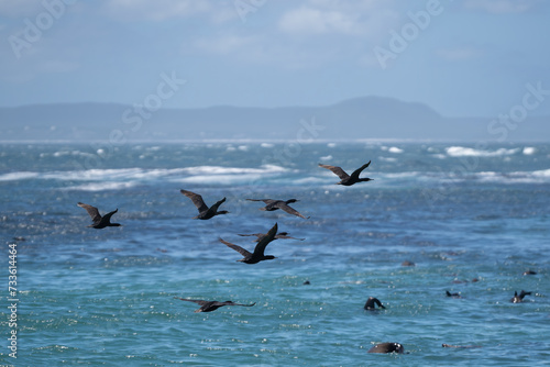 The flock of Cape cormorants , Cape shags - Phalacrocorax capensis flying over blue sea with blue sky in background. Photo from Kleinbaai, Western Cape province of South Africa.  photo