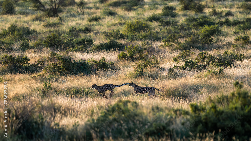 Wild cheetah in samburu national park, Kenya Wild cheetah in samburu national park, Kenya
