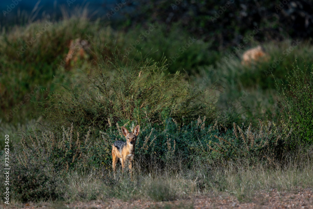 Wild jackal in Samburu national park, kenya Wild jackal in Samburu national park, kenya