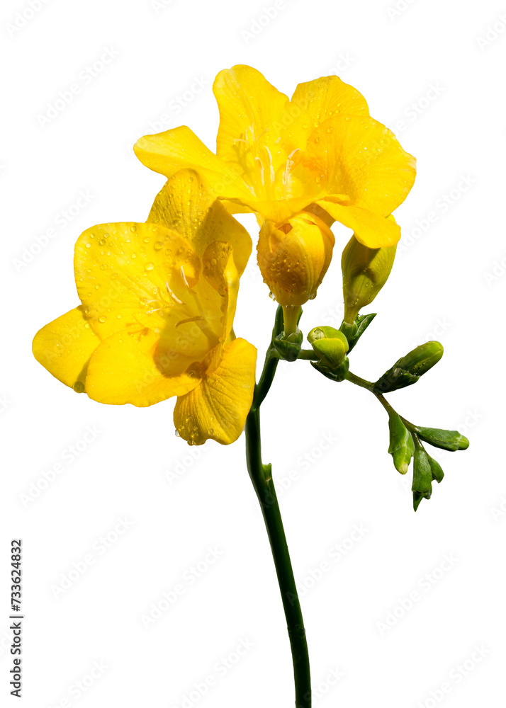 Yellow freesia flower on a white background Yellow freesia flower on a white background