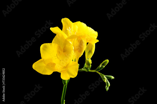 Yellow freesia flower on a black background
