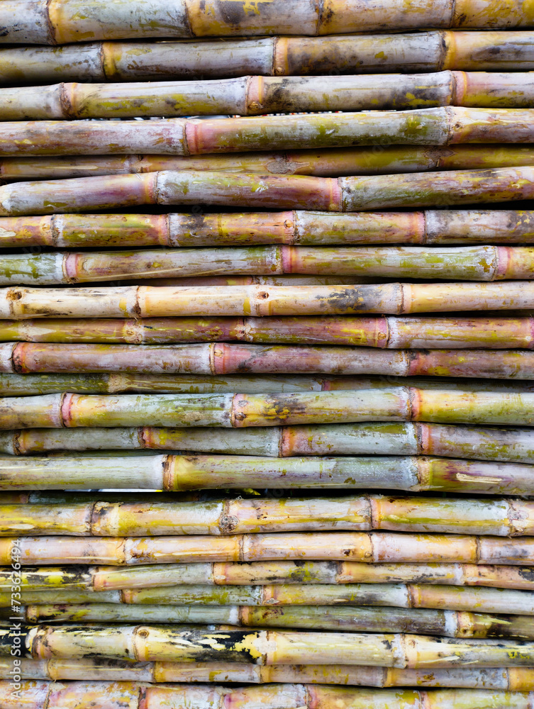 Bundle of Sugarcane plant just harvested texture Bundle of Sugarcane plant just harvested texture