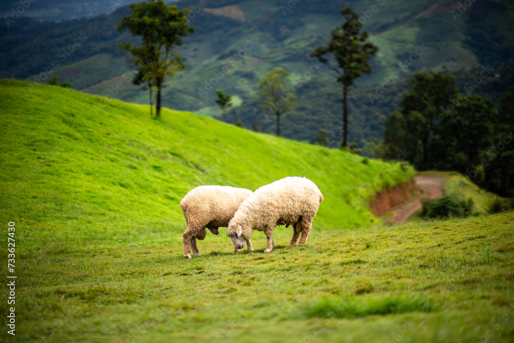 Flock of sheep grazing on the mountain The background is a natural landscape. Mountains and fog in the rainy season of Thailand. Flock of sheep grazing on the mountain The background is a natural landscape. Mountains and fog in the rainy season of Thailand.