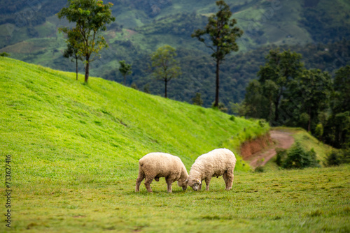 Flock of sheep grazing on the mountain The background is a natural landscape. Mountains and fog in the rainy season of Thailand.