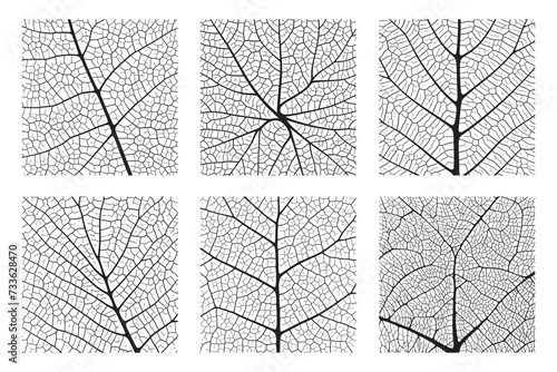 Leaf vein texture abstract background set with close up plant leaf cells ornament texture pattern. Black and white organic macro linear pattern of nature leaf foliage vector illustration.