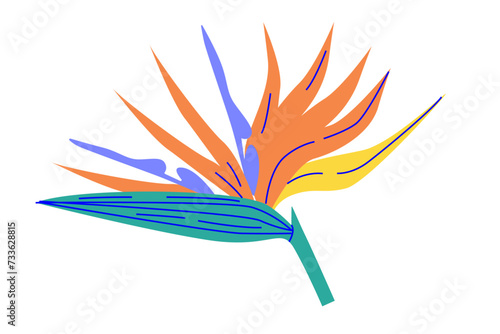 Bird of paradise flower illustration. Vector graphic in flat color style. Strelitzia plant. Tropical flora and exotic plants concept for design and print.