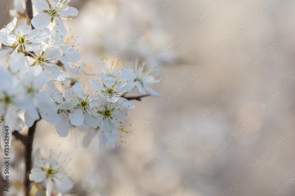Prunus spinosa, called blackthorn or sloe, is a species of flowering plant in the rose family Rosaceae. Plum flower macro. Prunus spinosa, called blackthorn or sloe, is a species of flowering plant in the rose family Rosaceae. Plum flower macro.