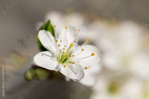 Prunus spinosa  called blackthorn or sloe  is a species of flowering plant in the rose family Rosaceae. Plum flower macro.