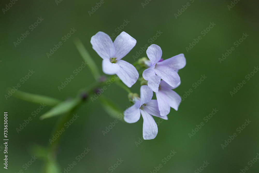 Cardamine bulbifera, known as coralroot bittercress or coral root, is a flowering plant in the Brassicaceae family. Cardamine bulbifera in bloom in a natural ecosystem. Cardamine bulbifera, known as coralroot bittercress or coral root, is a flowering plant in the Brassicaceae family. Cardamine bulbifera in bloom in a natural ecosystem.