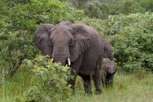 Elephant family in the bush.
