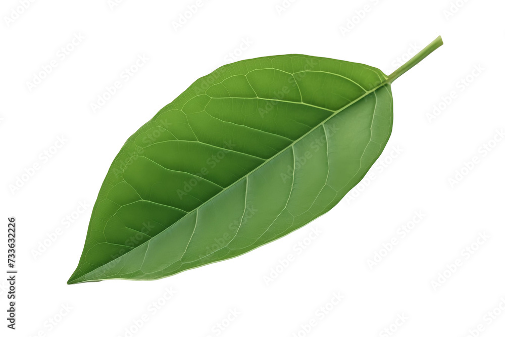 Obraz premium PNG Image of Green leaf 