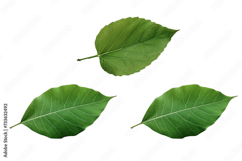 PNG Image of Green leaf PNG Image of Green leaf