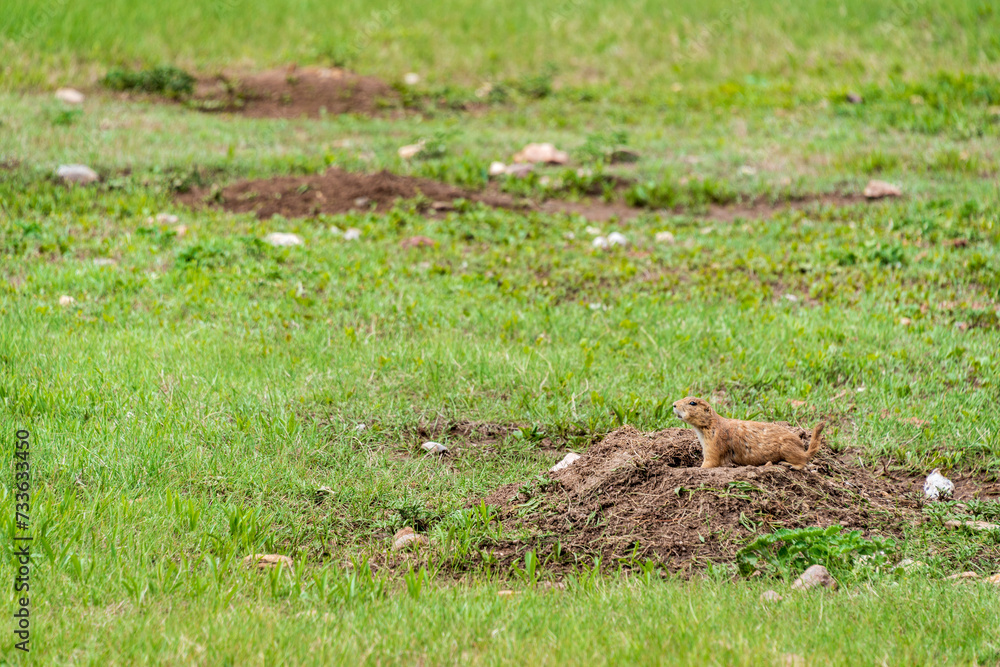 Fototapeta premium Black-tailed prairie dogs at Wind Cave National Park in South Dakota