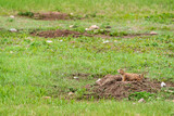 Black-tailed prairie dogs at Wind Cave National Park in South Dakota
