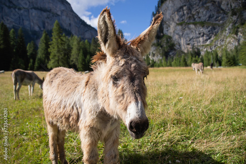 A donkey in the wonderful landscape of the Dolomites mountains, South Tyrol, Italy © erika8213